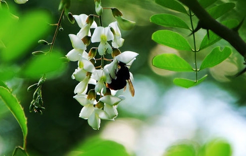 洋槐蜂蜜原料