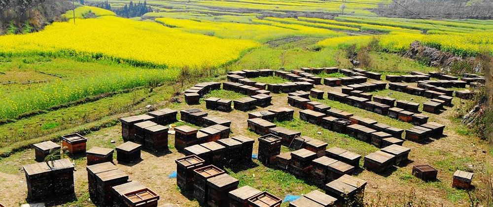 湖北神農(nóng)架養(yǎng)蜂基地.jpg